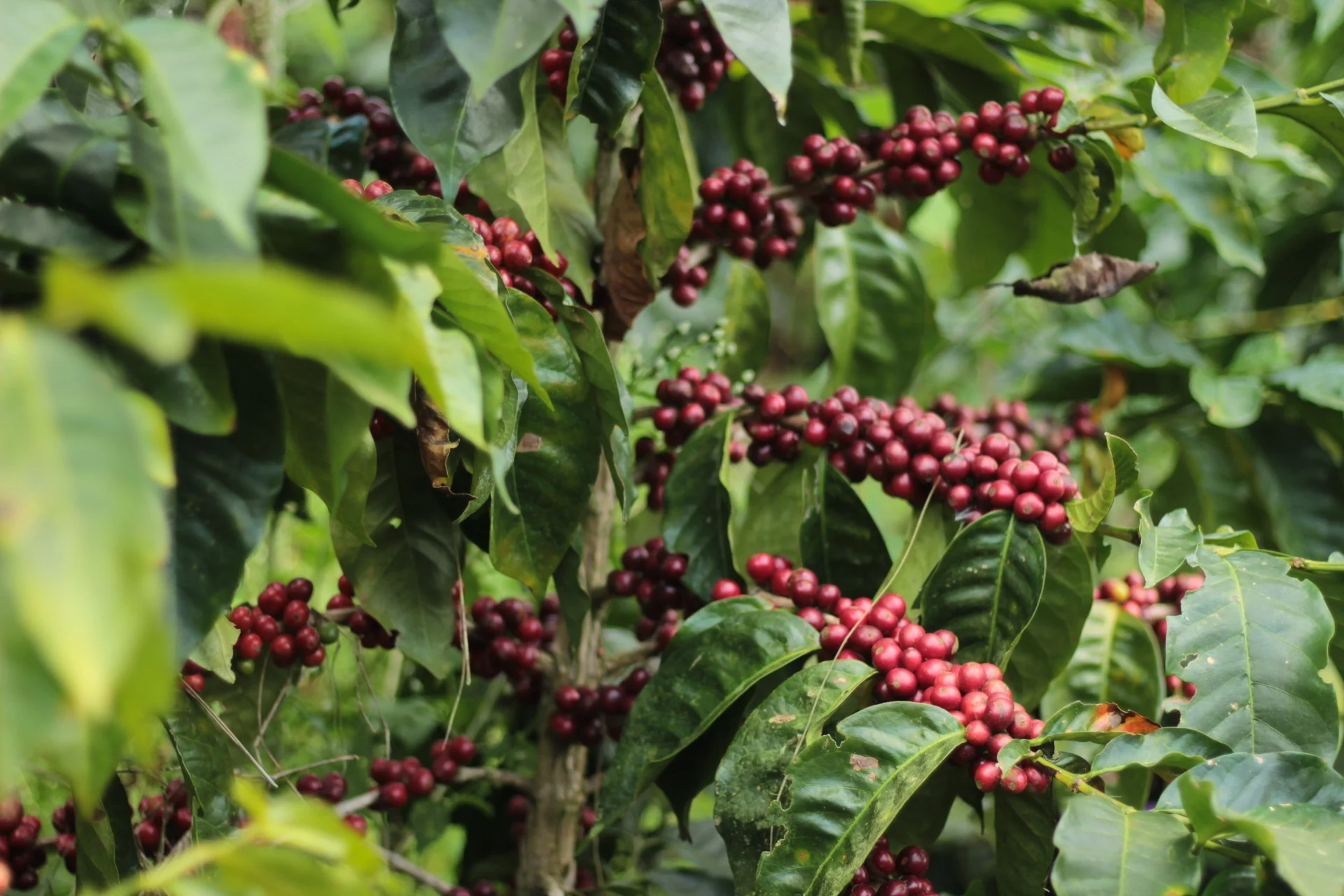 Costa Rican Coffee Farmers Successfully Conclude Their Inaugural Experiment in Regenerative Agriculture