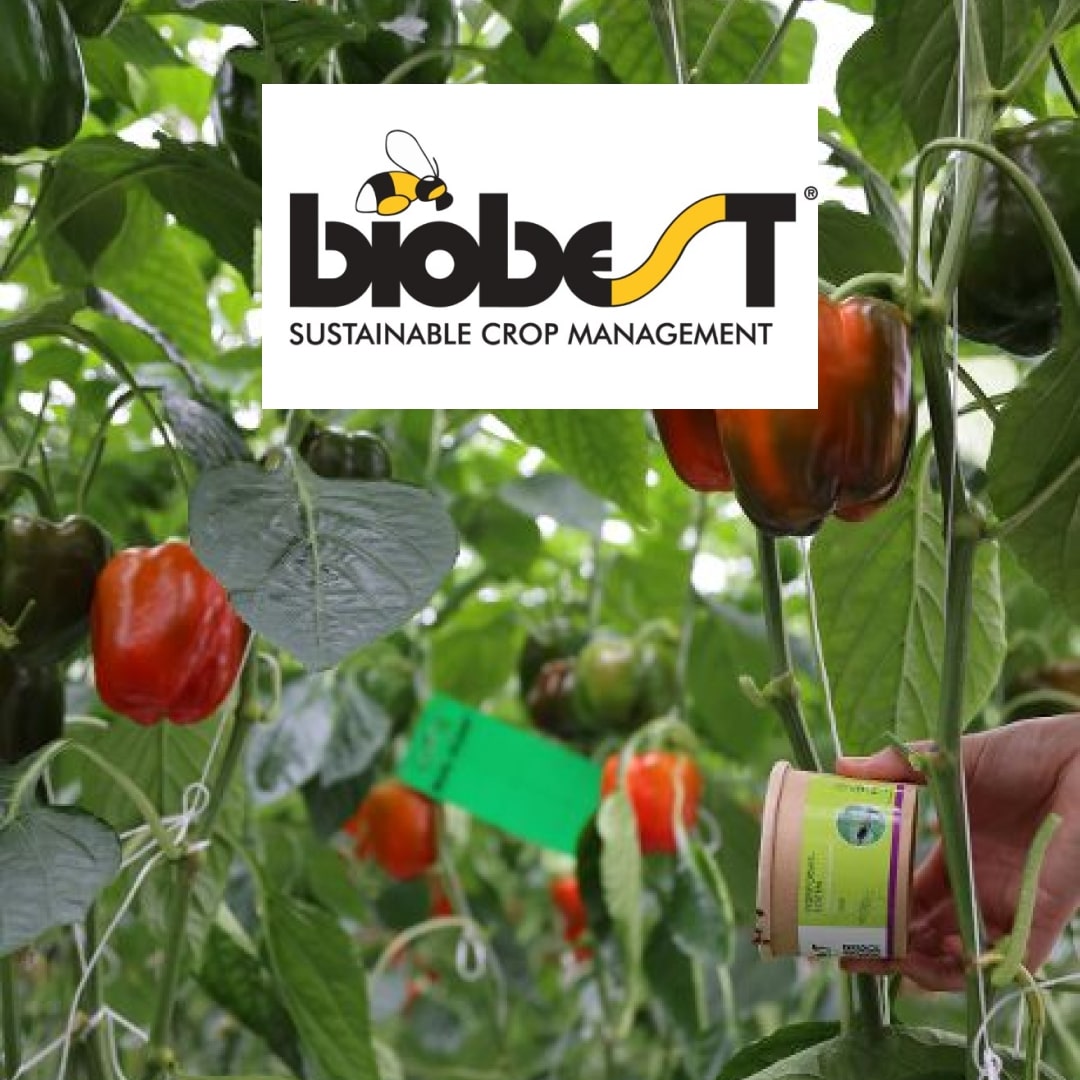 Introducing Vespiformis-System: Biobest’s Solution for Effective Control Against Invasive Leaf-Dwelling Thrips”