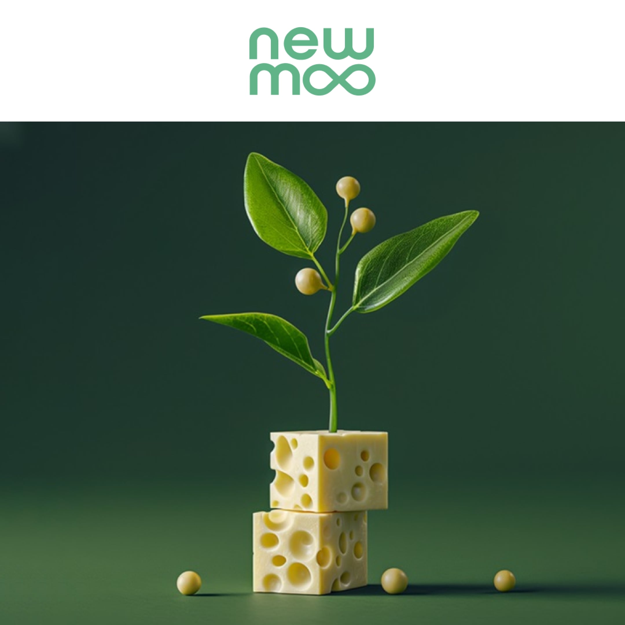 NewMoo Redefines Cheese: Crafting Moo-Free Cheese Through Plant Molecular Farming