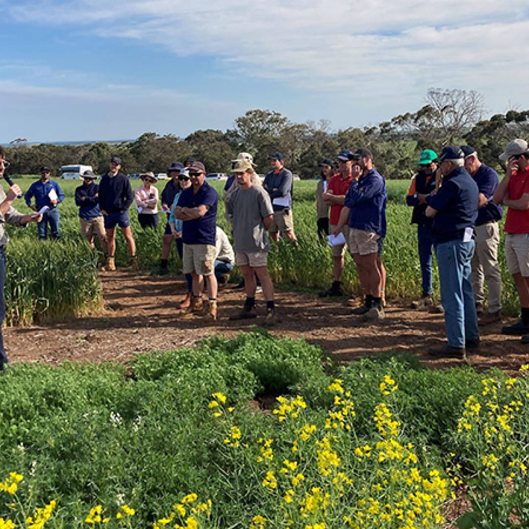 Farming Systems Project To Inform Decision-making For Southern Growers