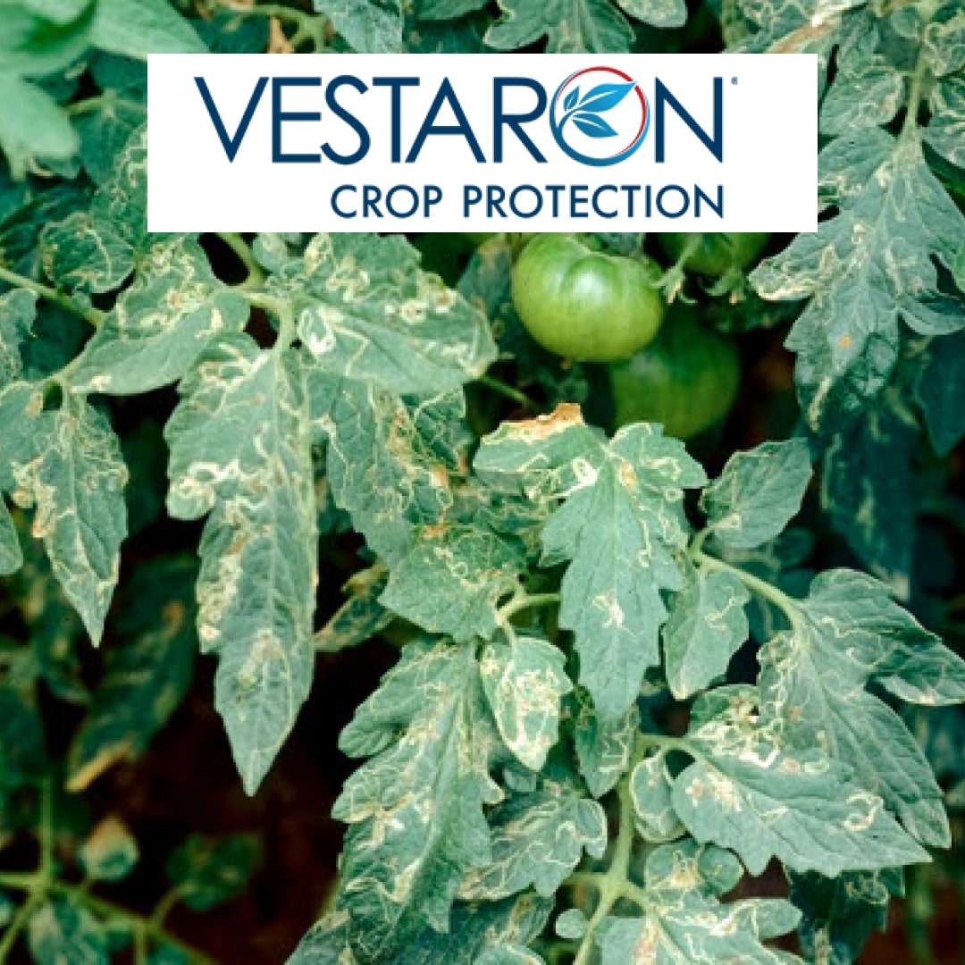 Cyprus becomes the third European country to issue emergency use authorization for Vestaron peptide-based bioinsecticide for control of tomato leafminer