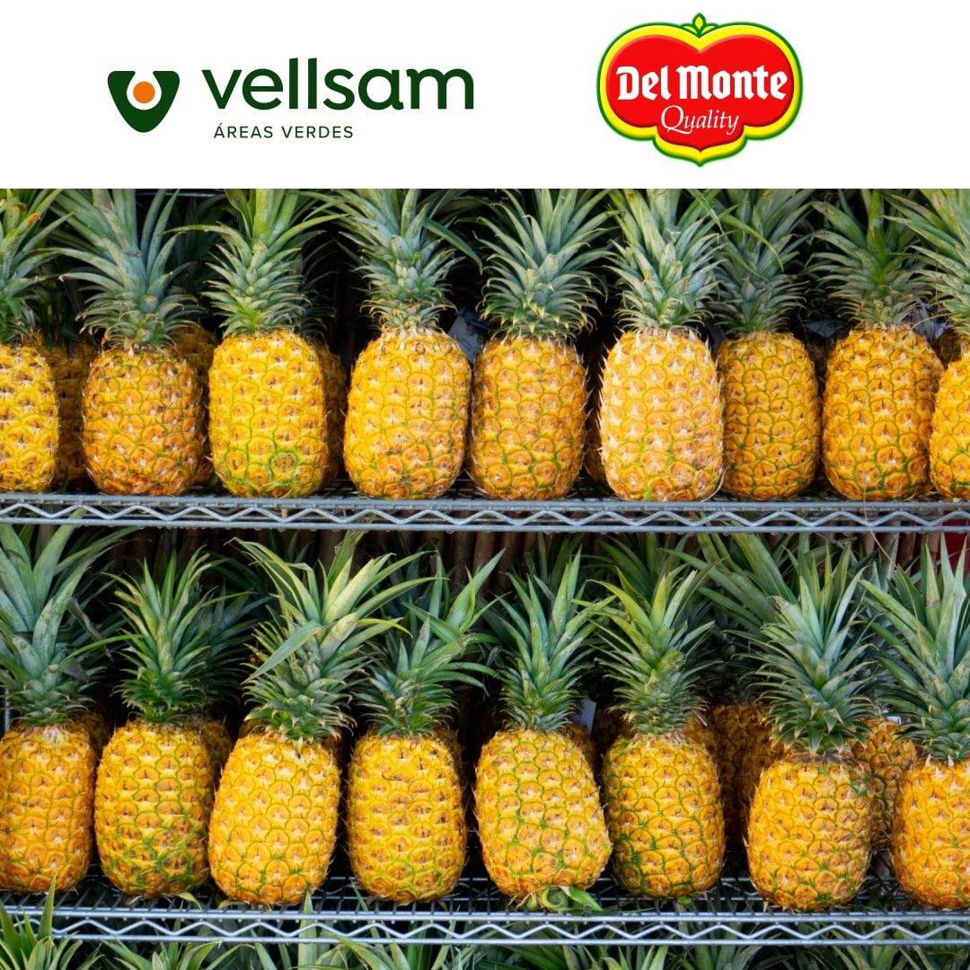 Vellsam and Fresh Del Monte launch De l’Ora Bio and open an innovative plant to produce biofertilizers from pineapple biomass in Kenya