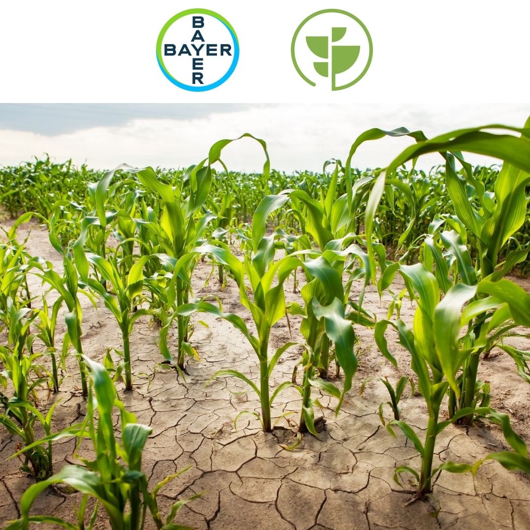 Bayer France Partners with Elicit Plant to Enhance Maize Resilience Against Water Stress